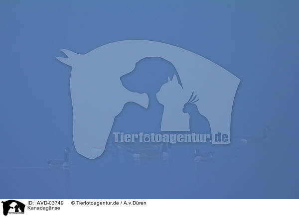 Kanadagnse / Canada geese / AVD-03749