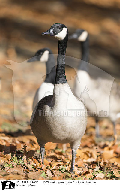 Kanadagnse / Canada geese / MBS-13026