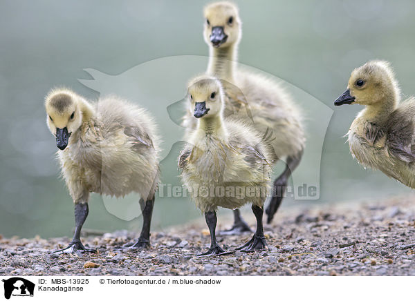 Kanadagnse / Canada geese / MBS-13925