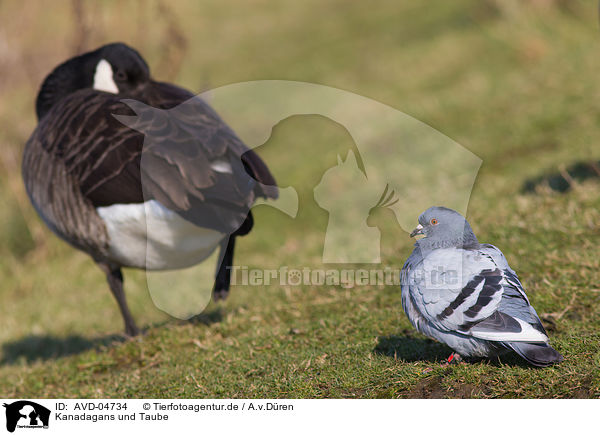 Kanadagans und Taube / Canada goose and dove / AVD-04734