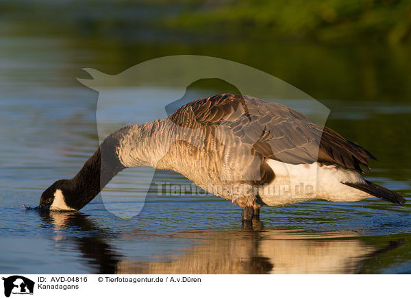 Kanadagans / Canada goose / AVD-04816