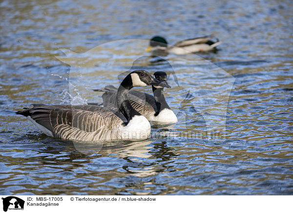 Kanadagnse / Canada geese / MBS-17005