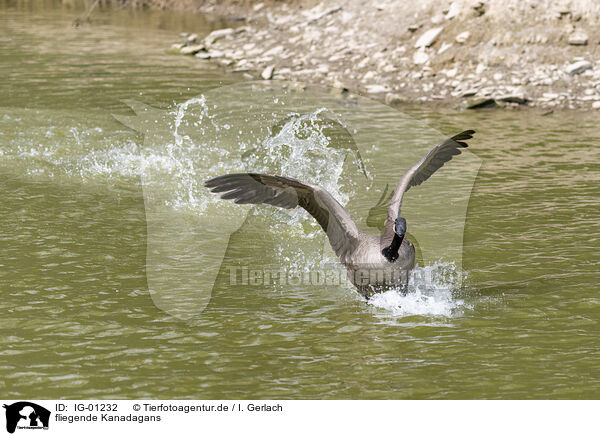 fliegende Kanadagans / flying Canada Goose / IG-01232
