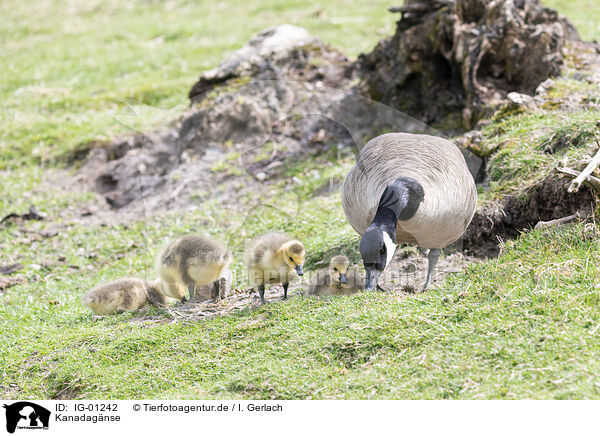 Kanadagnse / Canada Gooses / IG-01242