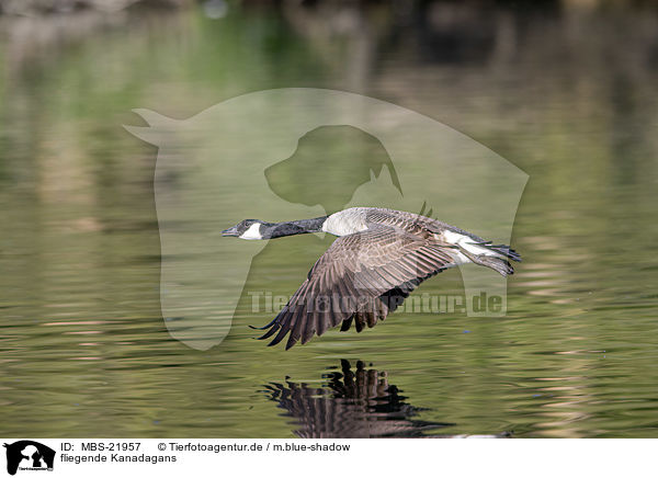 fliegende Kanadagans / MBS-21957