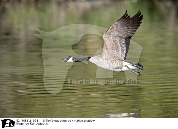 fliegende Kanadagans / MBS-21958
