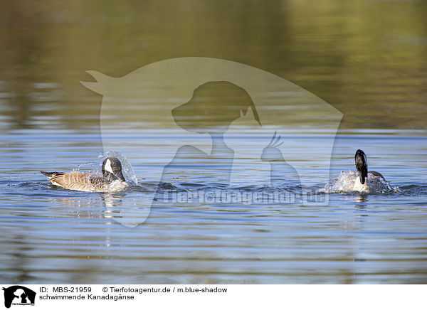 schwimmende Kanadagnse / swimming Canada Gooses / MBS-21959