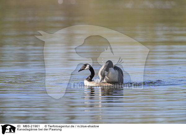 Kanadagnse bei der Paarung / Canada Gooses when mating / MBS-21961