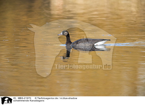 schwimmende Kanadagans / MBS-21970