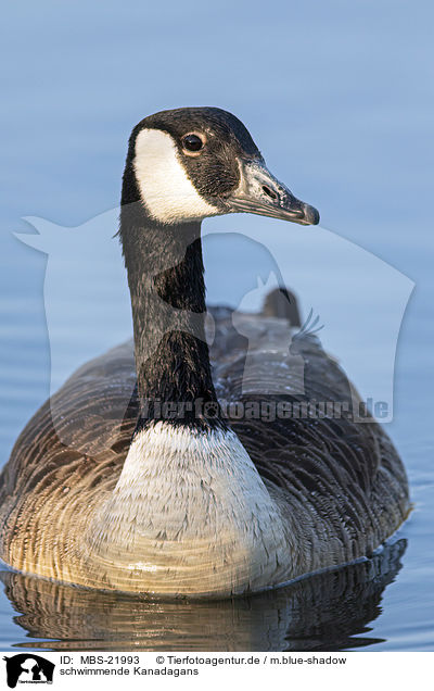 schwimmende Kanadagans / MBS-21993