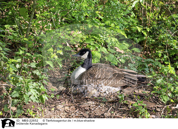 brtende Kanadagans / MBS-22652