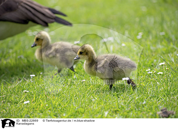 Kanadagans / Canada Geese / MBS-22669