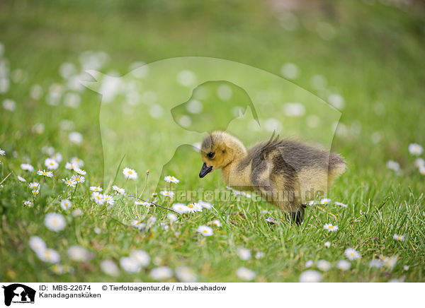 Kanadagansk�ken / Canada Goose chick / MBS-22674