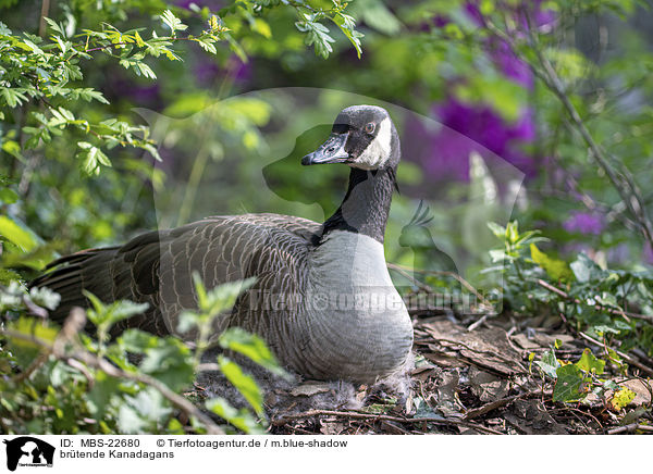 brtende Kanadagans / brooding Canada Goose / MBS-22680