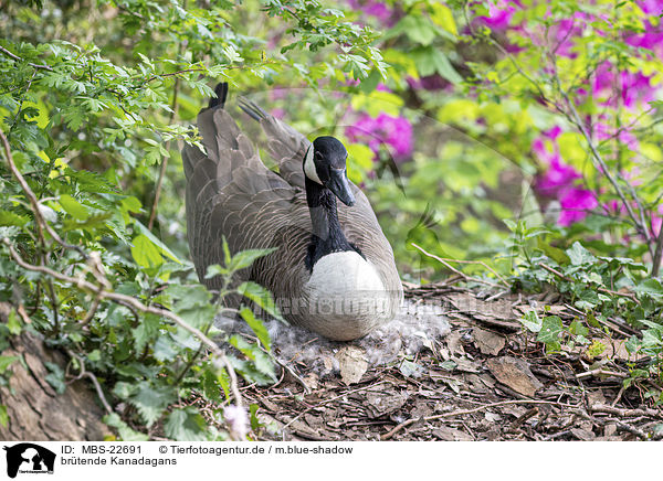 brtende Kanadagans / brooding Canada Goose / MBS-22691