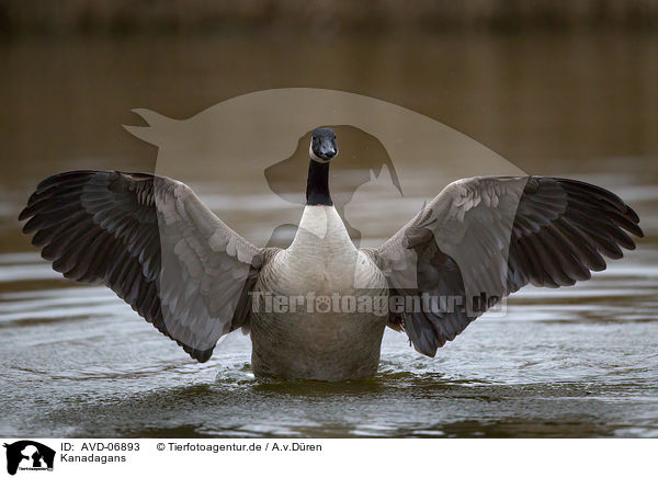 Kanadagans / Canada goose / AVD-06893