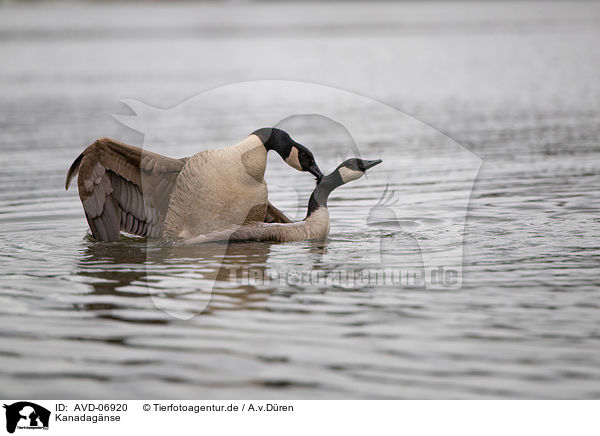 Kanadagnse / Canada geese / AVD-06920