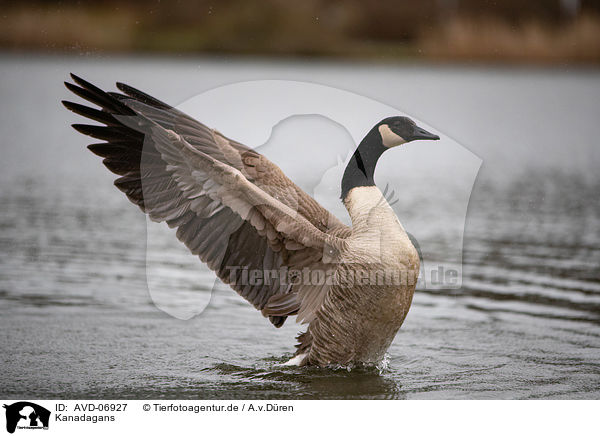 Kanadagans / Canada goose / AVD-06927