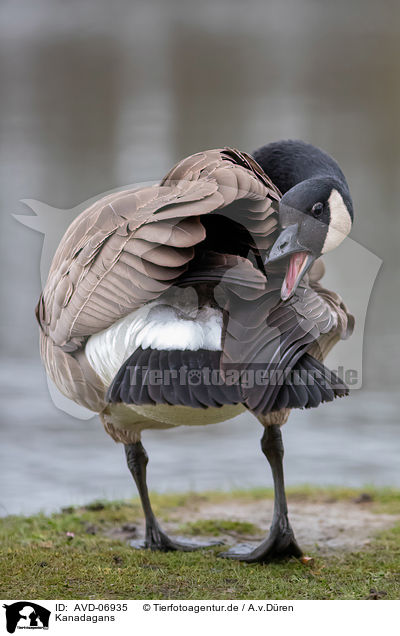 Kanadagans / Canada goose / AVD-06935