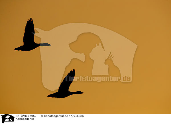 Kanadagnse / Canada geese / AVD-06952