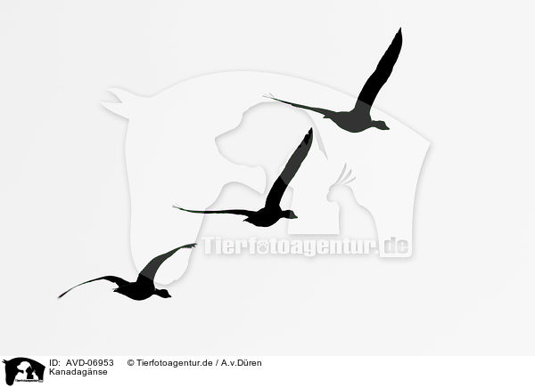 Kanadagnse / Canada geese / AVD-06953