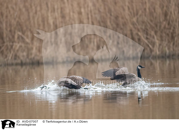 Kanadagnse / Canada geese / AVD-07007