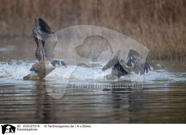 Kanadagnse / Canada geese / AVD-07014