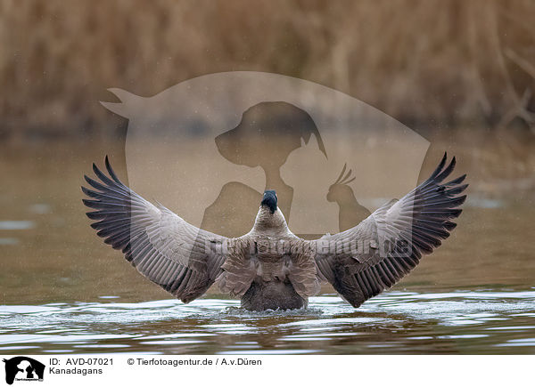 Kanadagans / Canada goose / AVD-07021