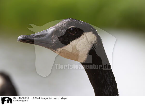 Kanadagans / Canada goose / JM-08916