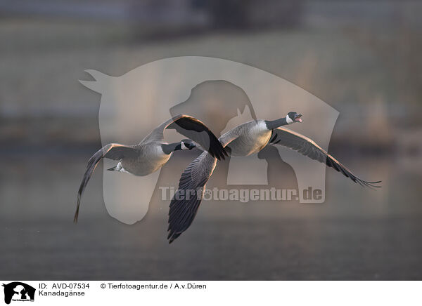 Kanadagnse / AVD-07534