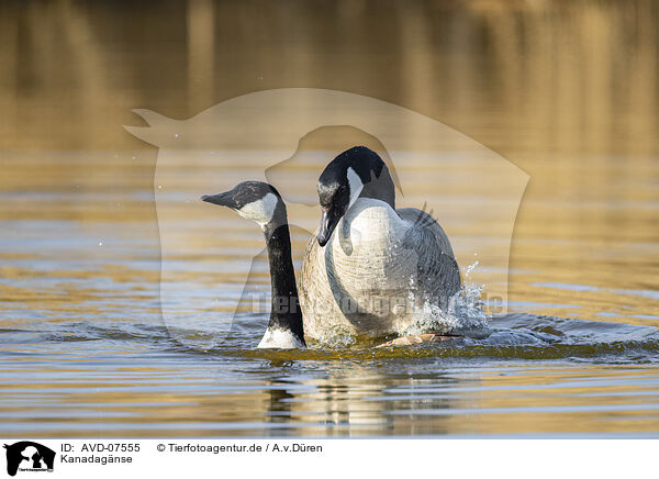 Kanadagnse / Canada geese / AVD-07555