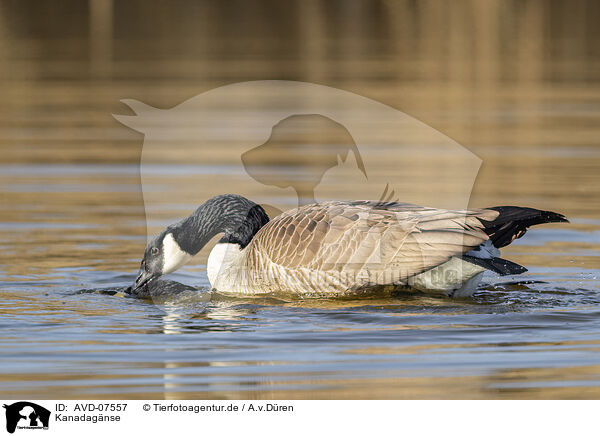 Kanadagnse / Canada geese / AVD-07557