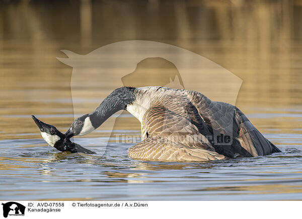 Kanadagnse / Canada geese / AVD-07558