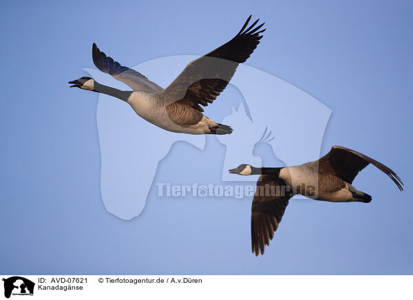 Kanadagnse / Canada geese / AVD-07621