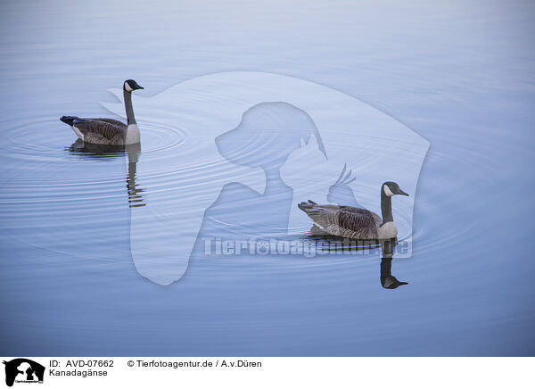 Kanadagnse / Canada geese / AVD-07662