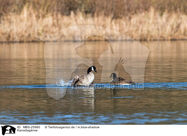 Kanadagnse / Canada geese / MBS-25960