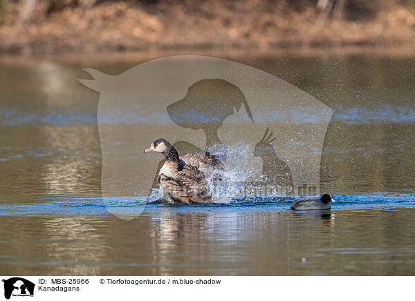 Kanadagans / Canada goose / MBS-25966