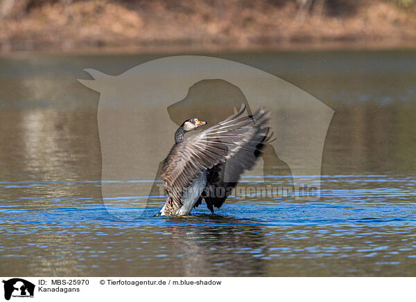 Kanadagans / Canada goose / MBS-25970