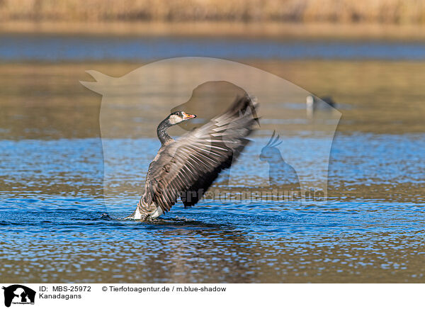 Kanadagans / MBS-25972