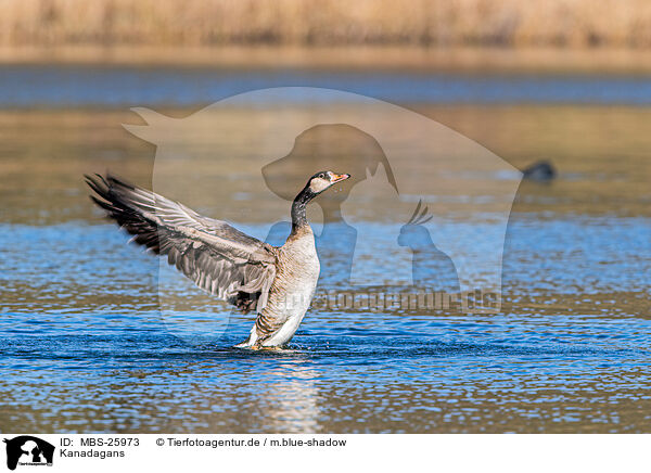 Kanadagans / Canada goose / MBS-25973