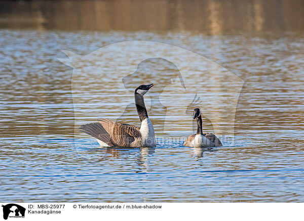 Kanadagnse / Canada geese / MBS-25977