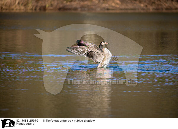 Kanadagans / Canada goose / MBS-25979