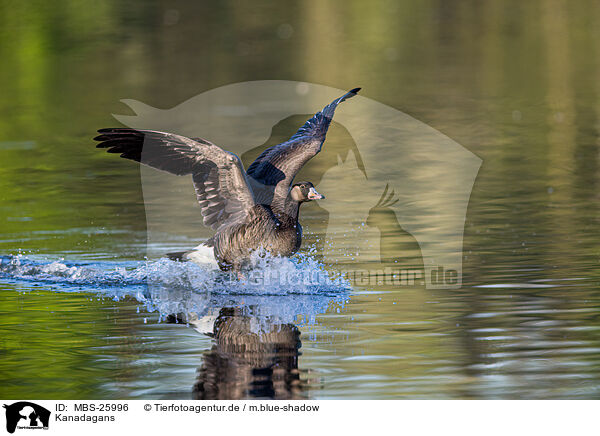 Kanadagans / Canada goose / MBS-25996