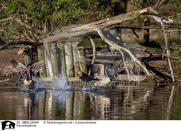 Kanadagnse / Canada geese / MBS-25998