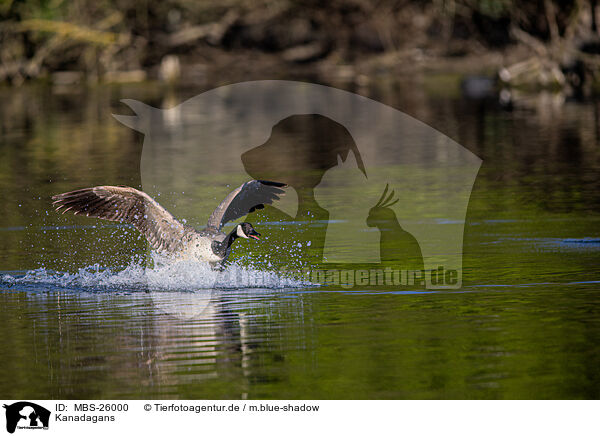 Kanadagans / Canada goose / MBS-26000