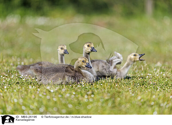 Kanadagnse / Canada geese / MBS-26196