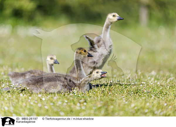 Kanadagnse / Canada geese / MBS-26197