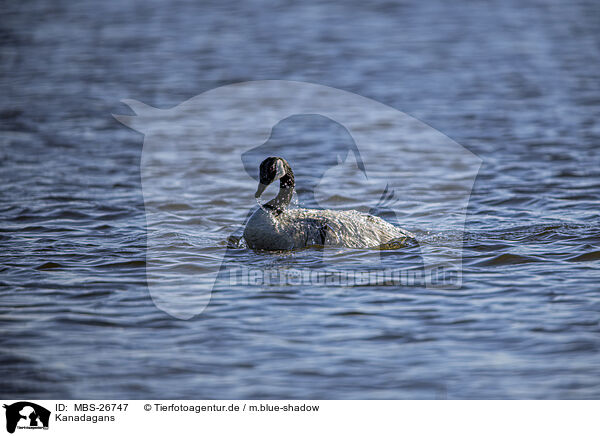 Kanadagans / Canada goose / MBS-26747