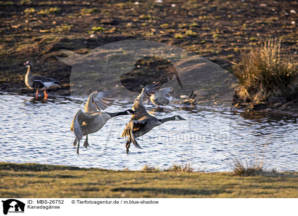 Kanadagnse / Canada geese / MBS-26752