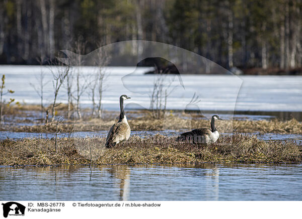Kanadagnse / Canada geese / MBS-26778